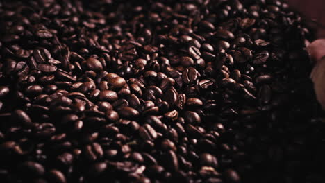 Slow-motion-shot-of-two-male-hands-picking-up-freshly-roasted-coffee-beans