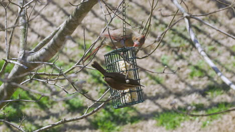 Weibchen-Northern-Cardinal-Und-Carolina-Wren-Teilen-Sich-Im-Spätwinter-In-South-Carolina-Eine-Mahlzeit-An-Einem-Futterhäuschen-Für-Talgvögel