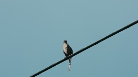 Bird-sitting-on-telephone-wire