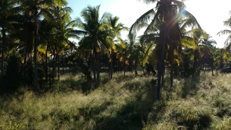 Von-Rechts-Nach-Links-Schoss-Eine-Niedrige-Drohne-Durch-Ein-Palmenfeld-Auf-Der-Hawaii-Ranch-In-Die-Sonne