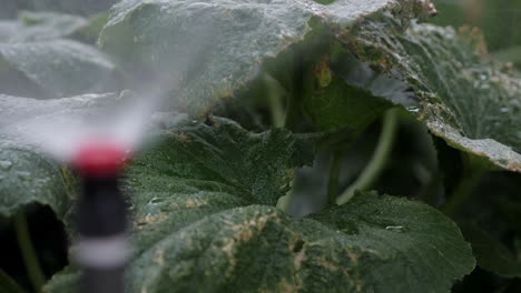 Pull-Focus-from-Sprinkler-Spray-on-Riser-to-Plants-in-Garden