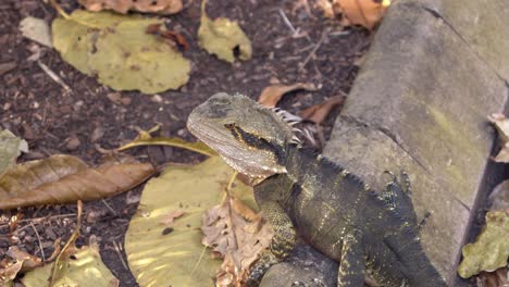 Australia-Water-dragon-,-Australia-water-lizard-in-public-park-close-up-shot-of-Australia-water-dragon