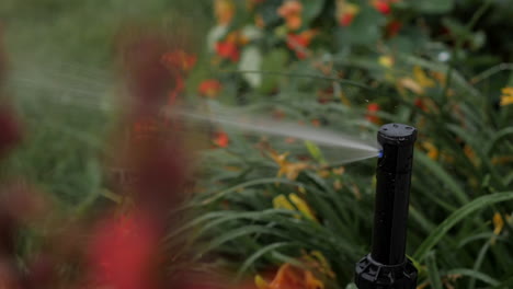 Rainbird-3500-Rotor-Gear-Drive-Rotating-and-Watering-in-Flower-Bed