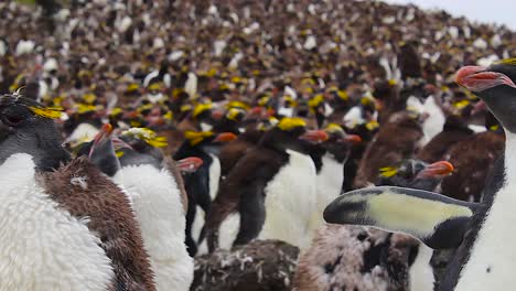 Panning-across-a-large-colony-of-Macaroni-penguins
