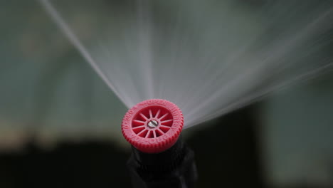 Adjusting-Sprinkler-Spray-on-Riser-to-Water-Plants-in-Garden