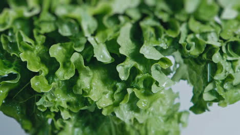 Slow-Motion---Shot-of-a-hand-dropping-and-shaking-a-fresh-and-tasty-green-lettuce-with-water-drops-infront-of-a-white-background