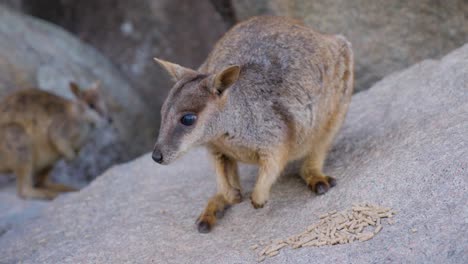 Close-Up-Of-Australia-Wallaby-feeding-and-eating-on-The-Rock-in-Magentic-island-in-North-Queensland,-Australia
