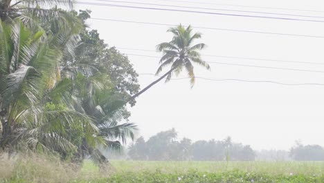 Fahren-Sie-In-Kerala-Entlang-Landwirtschaftlicher-Flächen-Mit-Bäumen,-Die-Die-Felder-Säumen,-Und-Hellgrünen-Gras--Oder-Weizen--Oder-Reisfeldern