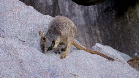 Close-Up-Of-Australia-Wallaby-feeding-and-eating-on-The-Rock-in-Magentic-island-in-North-Queensland,-Australia