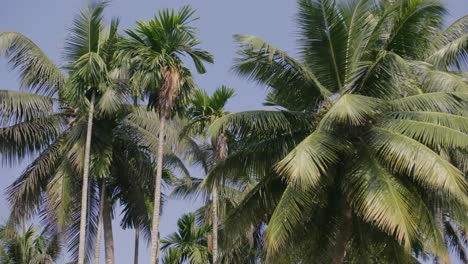 Langsamer-Bootsblick-Mit-Blick-Auf-Palmen-Auf-Den-Backwaters-Von-Kerala-Mit-Wasserreflexion-Auf-Den-Palmblättern-Und-Einem-Blauen-Himmel-Ohne-Wolken
