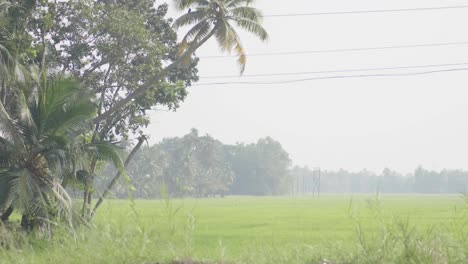 Fahren-Sie-Entlang-Landwirtschaftlicher-Flächen-In-Kerala-Mit-Bäumen,-Die-Die-Felder-Säumen,-Und-Hellgrünem-Gras-Oder-Weizen--Oder-Reisfeldern-Mit-Stromleitungen-Und-Sommerdunsthimmel