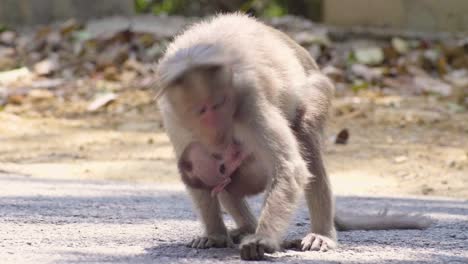 Monkey-mother-and-baby-rhesus-macaque-in-the-shade-on-the-road-in-kerala-india-looking-for-things-to-eat-and-picking-them-off-the-road