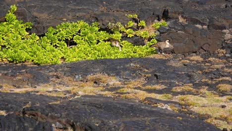 Ne-Ne-geese-sheltering-from-the-wind-between-the-crevices-of-the-lava-flows-amongst-the-rocks-and-vegetation