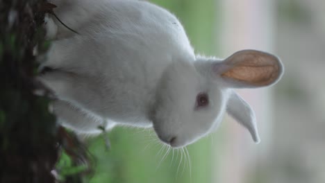 Vertical-video-close-up-of-white-rabbit-in-shade-with-green-grass