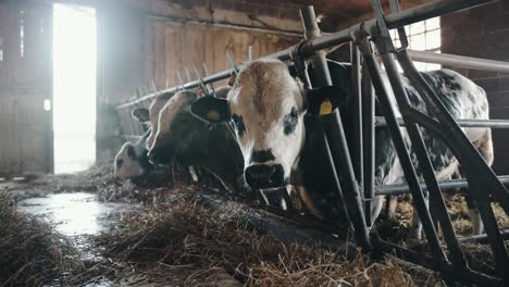 Slowmotion-shot-of-a-cow-breeding-in-an-italian-farm