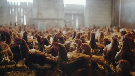 Dozens-of-chickens-inside-a-poultry-farm