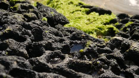 Close-up-of-the-black-rock-and-algae-on-the-coast-of-Hawaii-Island-in-the-Pacific-with-water-collected-in-the-crevices