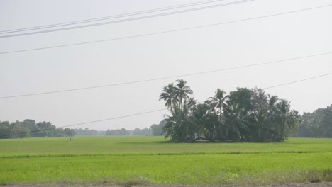 Ein-Feld-In-Kerala-Mit-Einer-Insel-Aus-Kokosnuss-Und-Anderen-Bäumen-In-Der-Mitte-Mit-Einem-Dunst-Am-Himmel-In-Der-Mittagshitze-Und-Einer-Auf-Dem-Feld-Arbeitenden-Person-In-Der-Ferne