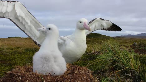 Wandering-Albatross-parent-and-chick-at-nest
