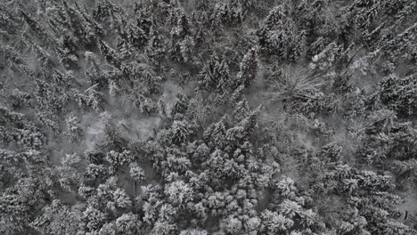 Aerial-birds-eye-view-drone-shot-of-a-pine-forest-in-the-winter-in-Ontario,-Canada