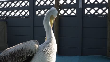 Großer-Weißer-Pelikan,-Der-Damit-Beschäftigt-Ist,-Sich-Zu-Putzen,-Um-Seine-Imprägnierung-Wiederherzustellen
