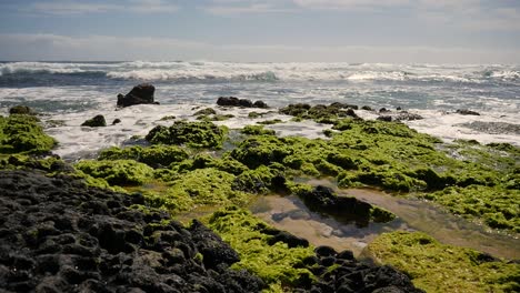 Algas-Y-Pastos-Marinos-Sobre-Rocas-Volcánicas-Negras-Y-Las-Olas-Del-Océano-Pacífico-Rodando-En-Un-Día-Soleado