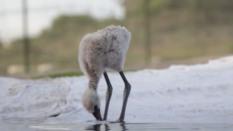 Baby-Flamingo-chick-busy-eating-in-the-shallow-water