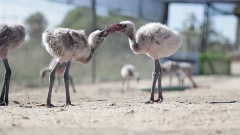 Two-baby-Flamingo-chicks-playing-with-each-other