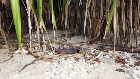 Stachelige-Pflanzenblätter,-Die-über-Dem-Strandsand-Hängen,-Und-Das-Plastik-Und-Der-Müll,-Der-über-Jahreszeiten-Von-Taifunen-Und-Flut-Vom-Strand-Gespült-Wird