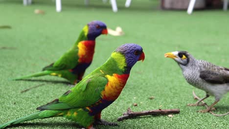 Two-Rainbow-Lorikeet-Birds-in-Australia-standing-there