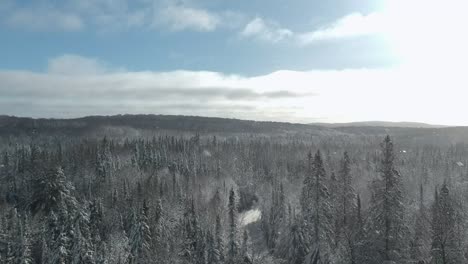 Bosque-Nevando-En-Un-Día-Soleado