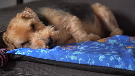 Schlafender-Hund-Auf-Couch-Hört-Etwas-Erwacht-Und-Springt-Herunter