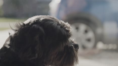 Close-up-of-black-dog-looking-outside-at-a-car-while-white-dog-walks-by-in-reflection