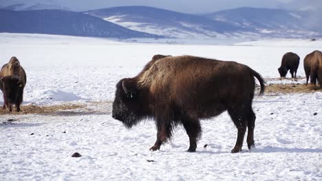 Bisontes-Criados-En-Ranchos-Caminan-En-La-Nieve-Fría-Y-Blanca-De-La-Montaña-Con-Otros-Búfalos