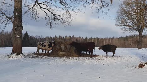Cows-eating-hay-out-of-a-feeder