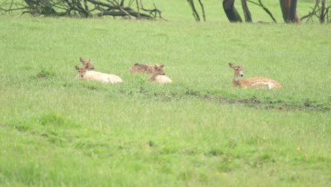 a-young-heard-of-deer-rest-in-the-grass-on-a-sunny-day