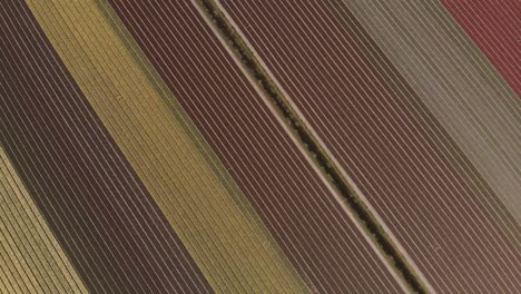 Eine-Drohnenaufnahme-Von-Oben-Nach-Unten-Von-Einem-Feld-Mit-Gelben-Und-Violetten-Tulpen-In-Den-Niederlanden