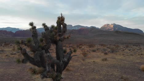 Red-Rock-Canyon-joshua-tree-with-mountains-in-the-distance