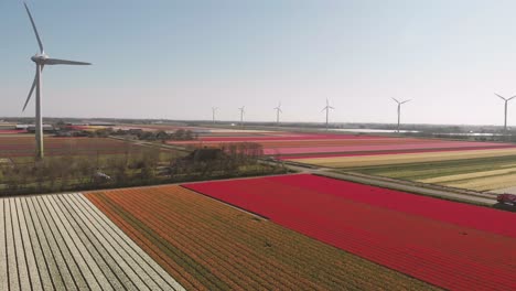Red,-orange-and-white-tulips-growing-on-a-dutch-field-with-turning-windmills-and-a-truck-is-driving-over-a-road-on-a-bright-day-in-the-spring-in-Noord-Holland