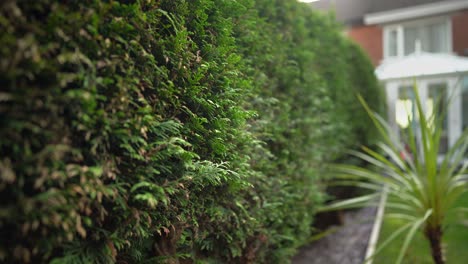 Hedge-row-thick-green-fern-in-yard-or-garden