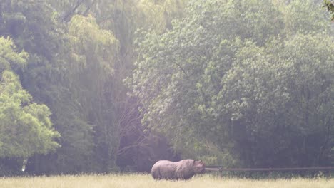 A-bright-sunny-day-with-lens-flare-effect-and-a-pan-down-to-a-rhino-in-a-field-with-a-forest-behind-and-part-of-a-fence
