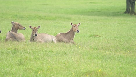 A-group-of-rare-deer-look-around-as-they-lie-on-a-green-pasture