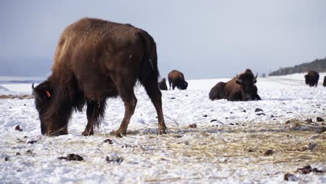 Shaggy-bison-buffalo-with-ear-tag-walks-in-snowy-winter-mtn-paddock