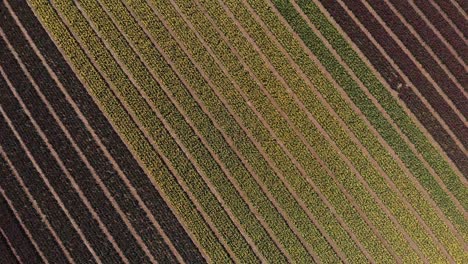 Eine-Drohnenaufnahme-Von-Oben-Nach-Unten-Von-Einem-Feld-Mit-Gelben-Und-Violetten-Tulpen-In-Den-Niederlanden