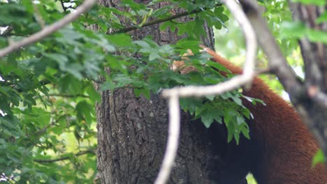 Red-panda-climbing-a-tree-being-watched-from-below
