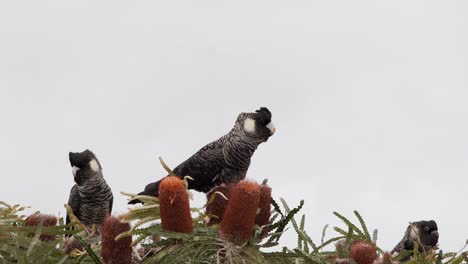 Carnaby's-Black-Cockatoos-in-Western-Australia