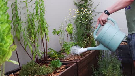 Watering-a-wide-range-of-vegetables-and-herbs-growing-in-a-wooden-planter