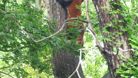 Red-panda-climbing-up-a-tree-trunk