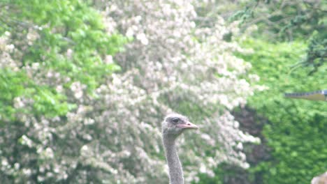 The-head-of-an-ostrich-still-and-proud-with-blossoming-trees-in-the-background-on-a-sunny-day