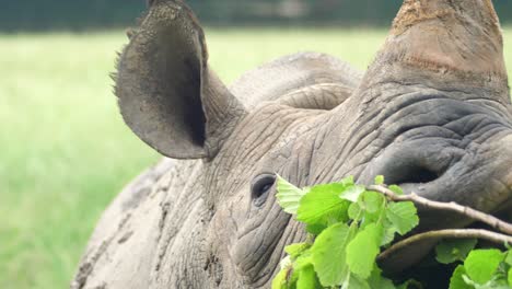 Slow-motion-hand-feeding-of-rhinoceros-in-captivity